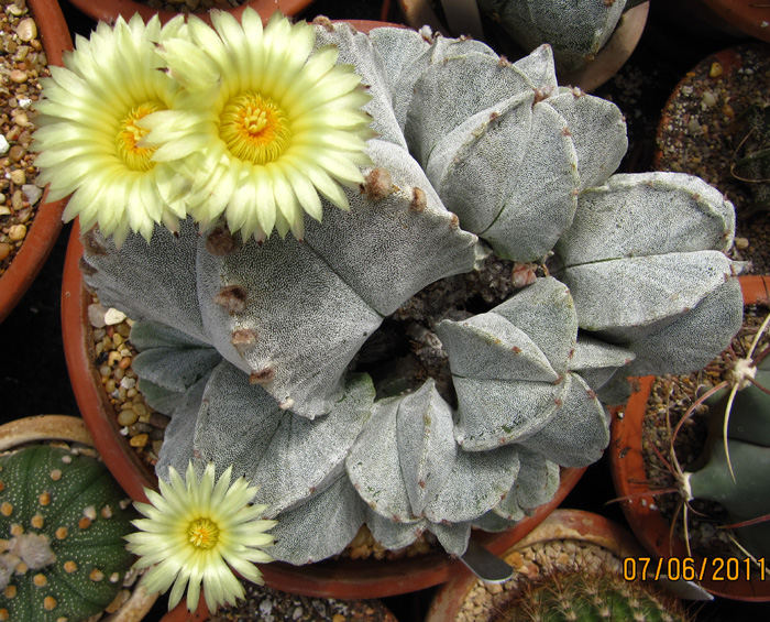 Astrophytum myriostigma